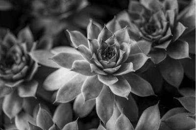 雨の匂いと花の吐息と、モノクロのカラーなクレヨン 龍生 (47) 埼玉県（出張性感マッサージ