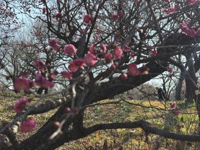 筧 (52) 大宮 萬天堂 / 出張性感マッサージ