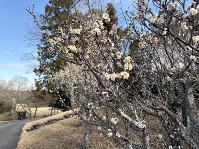 裕也 (48) 千葉 萬天堂 / 出張性感マッサージ