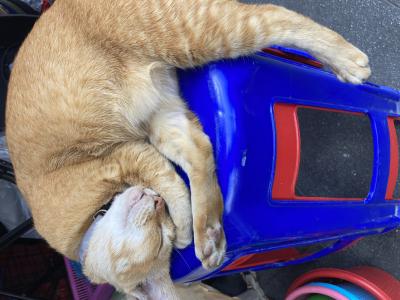 葉流 (36) 仙台 萬天堂 / 出張性感マッサージ