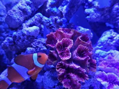 れんと (29) 大阪 萬天堂 / 出張性感マッサージ