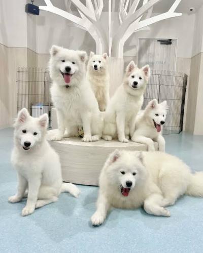 スバル (38) 大阪 萬天堂 / 出張性感マッサージ