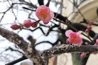 フクマル (43) 高松 萬天堂 / 出張性感マッサージ