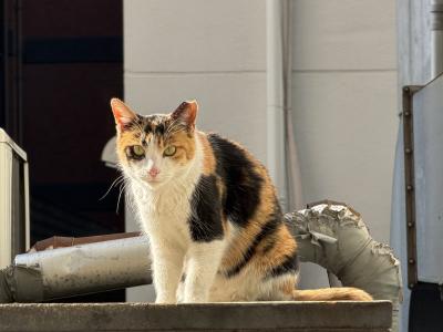 一馬 (30) 大阪 萬天堂 / 出張性感マッサージ