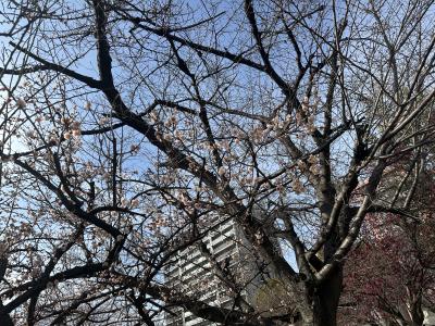 修司 (51) 大阪 萬天堂 / 出張性感マッサージ