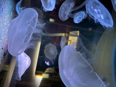 水 郁弥 (28) 愛媛県（出張性感マッサージ