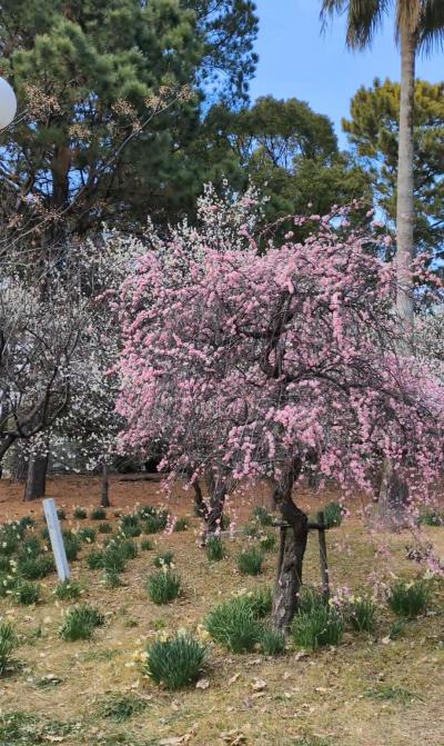 せら (41) 福岡 萬天堂 / 出張性感マッサージ