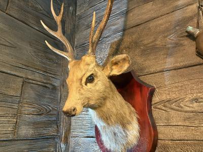 裕也 (48) 千葉 萬天堂 / 出張性感マッサージ