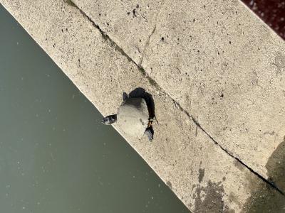 Rito (31) 岡山 萬天堂 / 出張性感マッサージ