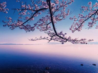 少し早い桜のように♪ 椎名 (52) 東京都（出張性感マッサージ