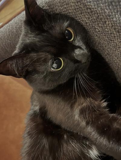 玲哉 (42) 名古屋 萬天堂 / 出張性感マッサージ