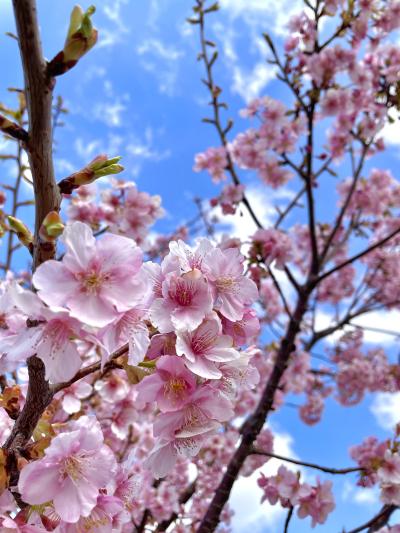 たつき (30) 千葉 萬天堂 / 出張性感マッサージ