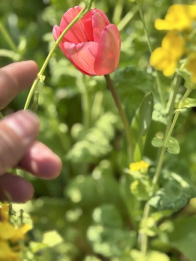 夜の余白♡ 椎名 (52) 東京都（出張性感マッサージ