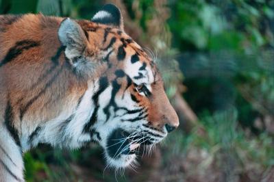 恵一 (36) 岡山 萬天堂 / 出張性感マッサージ