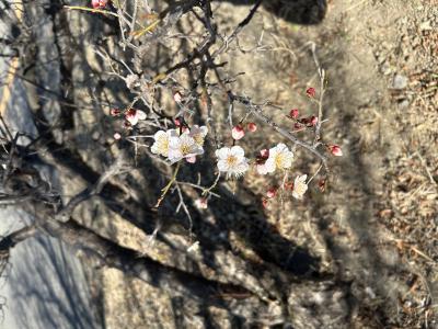 竹内 (45) 仙台 萬天堂 / 出張性感マッサージ