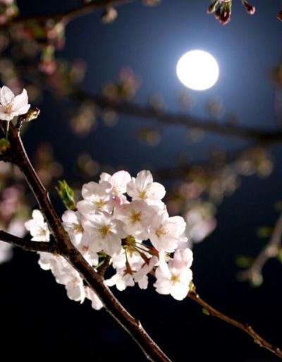 葉流 (36) 仙台 萬天堂 / 出張性感マッサージ