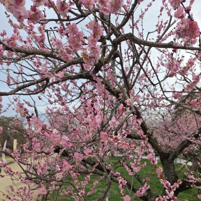 友斗 (43) 水戸 萬天堂 / 出張性感マッサージ