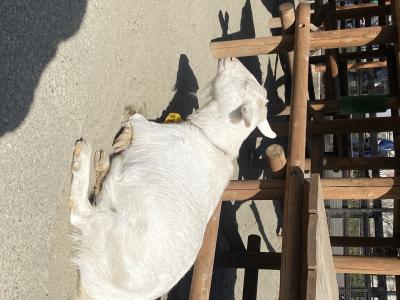 リフレッシュ休暇 雅月 (27) 東京都（出張性感マッサージ