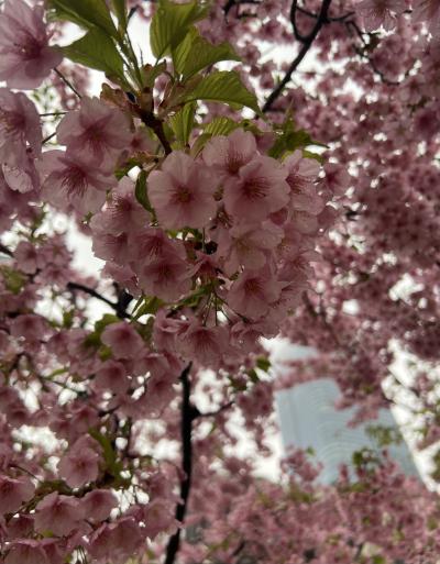 亜呂 (49) 水戸 萬天堂 / 出張性感マッサージ