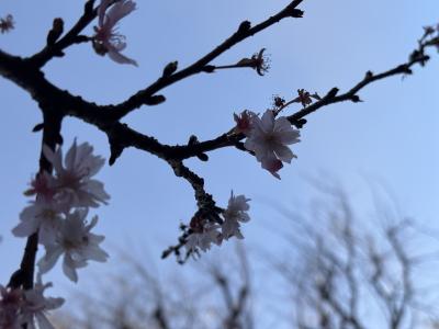 TOSHIMI (45) 横浜 萬天堂 / 出張性感マッサージ