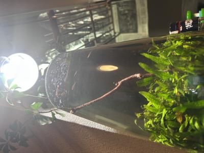 竹内 (45) 仙台 萬天堂 / 出張性感マッサージ