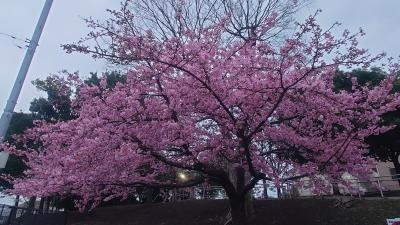 ひと足先に、咲く覚悟 SINKA (50) 東京都（出張性感マッサージ