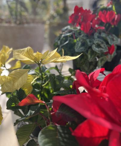 亜呂 (49) 水戸 萬天堂 / 出張性感マッサージ