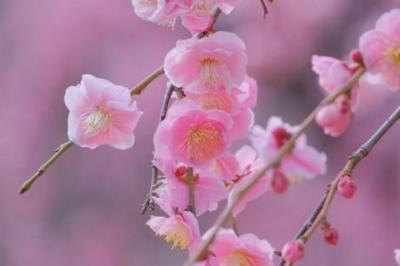 つかさ (31) 京都 萬天堂 / 出張性感マッサージ