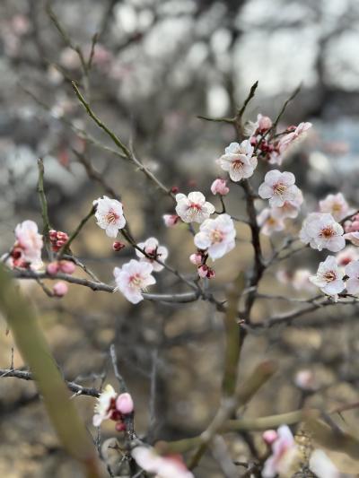 竹内 (45) 仙台 萬天堂 / 出張性感マッサージ