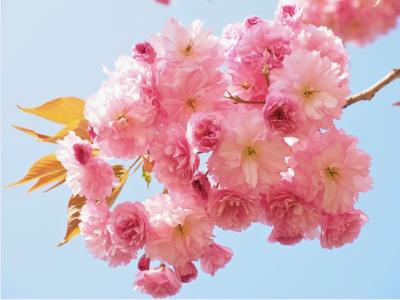 3月と言えば、"桜の季節”🌸 椎名 (52) 東京都（出張性感マッサージ