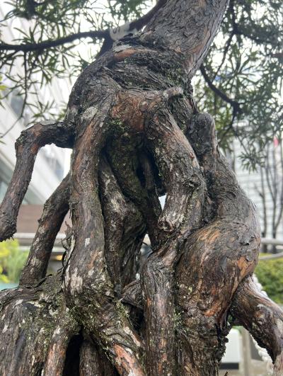 亜呂 (49) 水戸 萬天堂 / 出張性感マッサージ