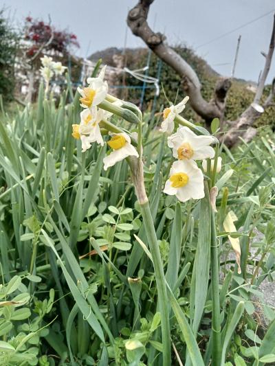 おはよ〜ございます🌞✨ 平政 (45) 広島県（出張性感マッサージ