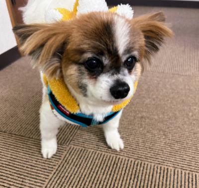 芯 (43) 札幌 萬天堂 / 出張性感マッサージ