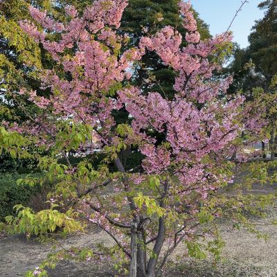 素敵な時間を過ごしていただけるように🫶 蘭 (22) 神奈川県（出張性感マッサージ