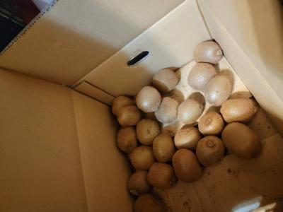 千早 (33) 京都 萬天堂 / 出張性感マッサージ