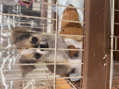 竹内 (45) 仙台 萬天堂 / 出張性感マッサージ