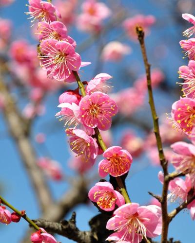 じゅん (37) 岡山 萬天堂 / 出張性感マッサージ