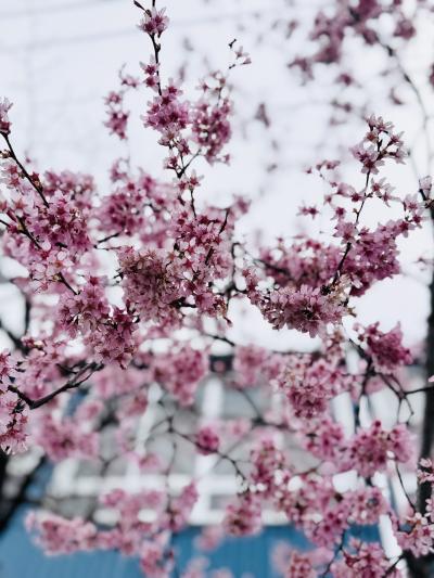 椎名 (52) 東京 萬天堂 / 出張性感マッサージ
