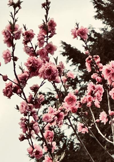 三日月 (32) 大阪 萬天堂 / 出張性感マッサージ