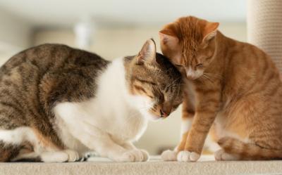 MIYABI (40) 信州 萬天堂 / 出張性感マッサージ