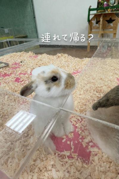 Rian (34) 宇都宮 萬天堂 / 出張性感マッサージ