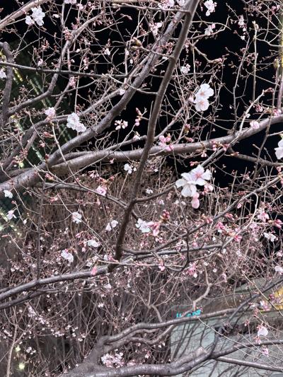 翠 (43) 東京 萬天堂 / 出張性感マッサージ