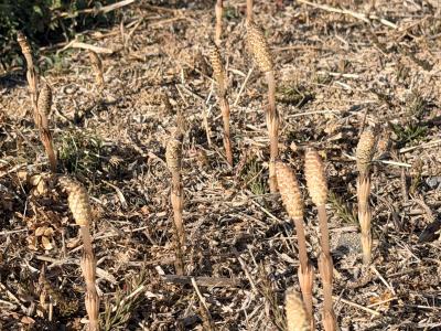 詩音 (40) 大阪 萬天堂 / 出張性感マッサージ