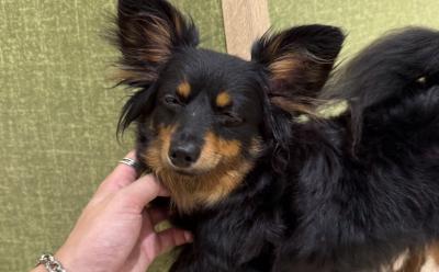 悠人 (31) 名古屋 萬天堂 / 出張性感マッサージ