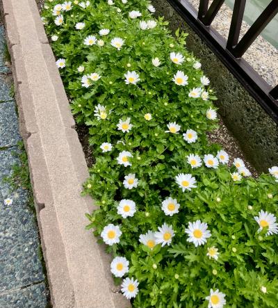 春の訪れ🌸 如月 (37) 福岡県（出張性感マッサージ