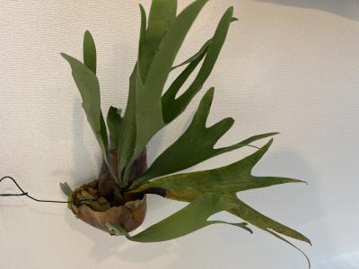 イチマル (39) つくば 萬天堂 / 出張性感マッサージ