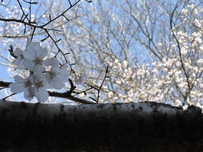 翠 (43) 東京 萬天堂 / 出張性感マッサージ