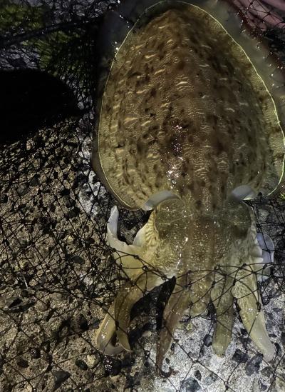 郁弥 (28) 松山 萬天堂 / 出張性感マッサージ