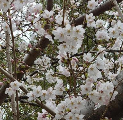 桓騎 (45) 名古屋 萬天堂 / 出張性感マッサージ