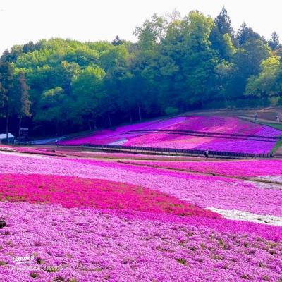 恭介 (49) 京都 萬天堂 / 出張性感マッサージ